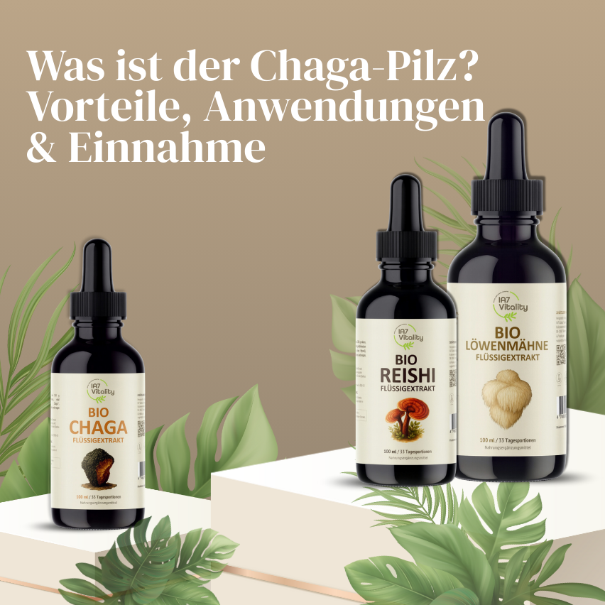 Was ist Chaga? Eigenschaften, Anwendung & Einnahme